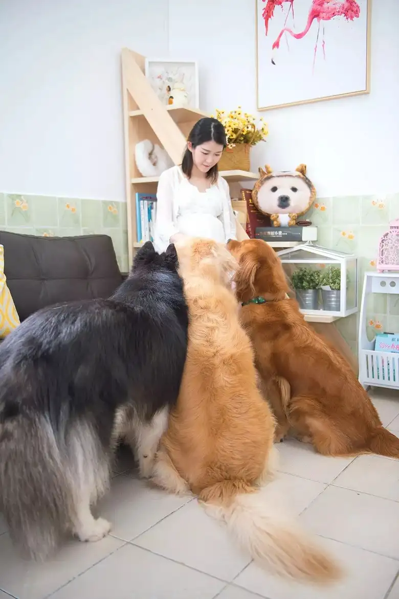 孕妇狗(孕妇狗肉)