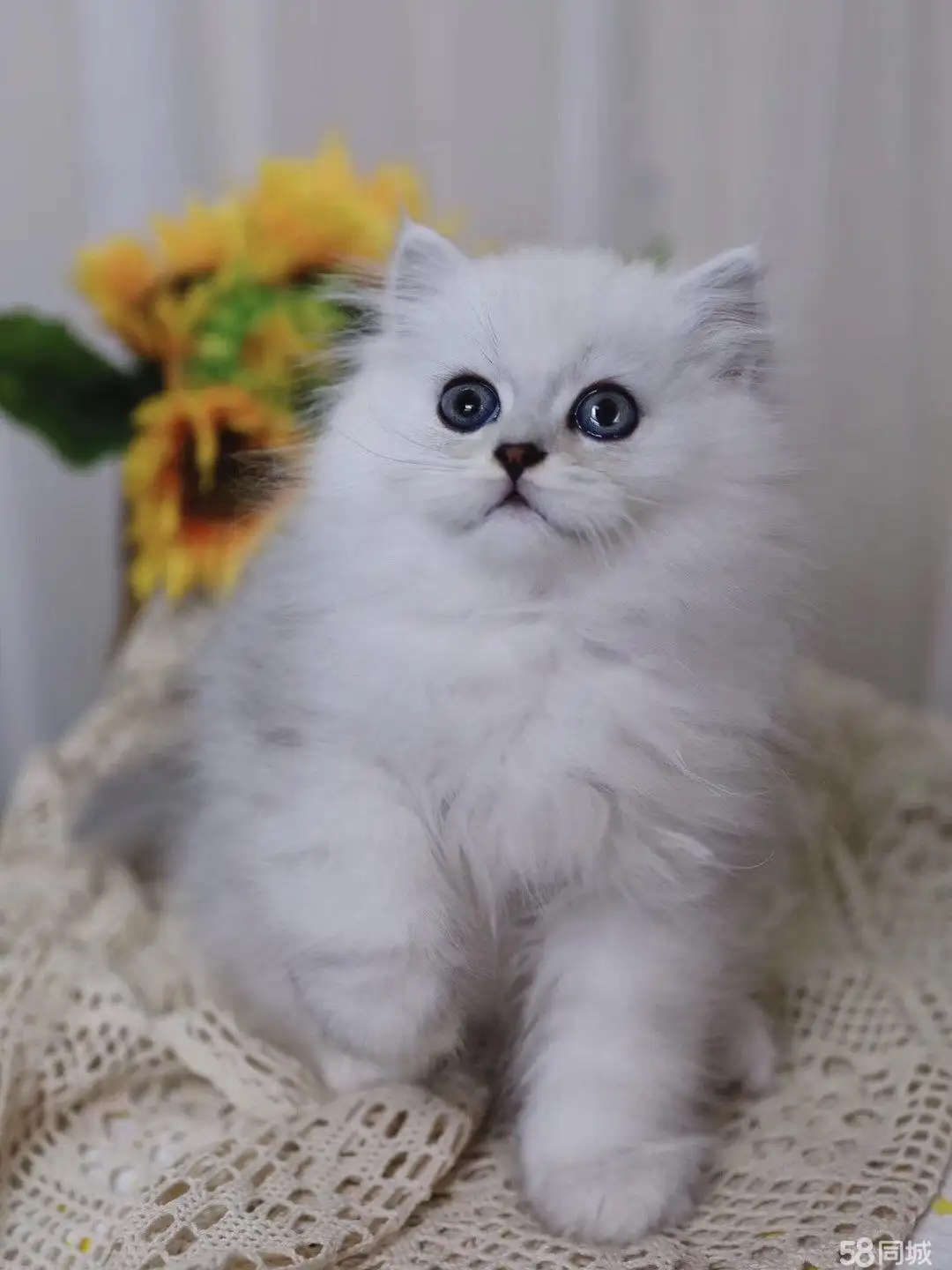 曼基康猫价格多少钱一只(曼基康猫价格多少钱一只啊)