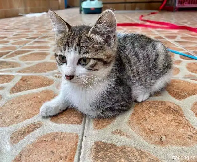 有猫咪(有猫咪绝育针吗?)