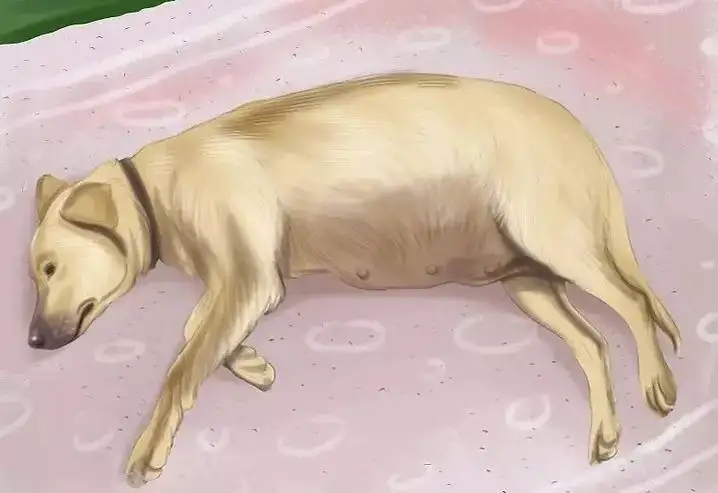 怀孕的狗怎么驱虫(怀孕的狗怎么驱虫的)