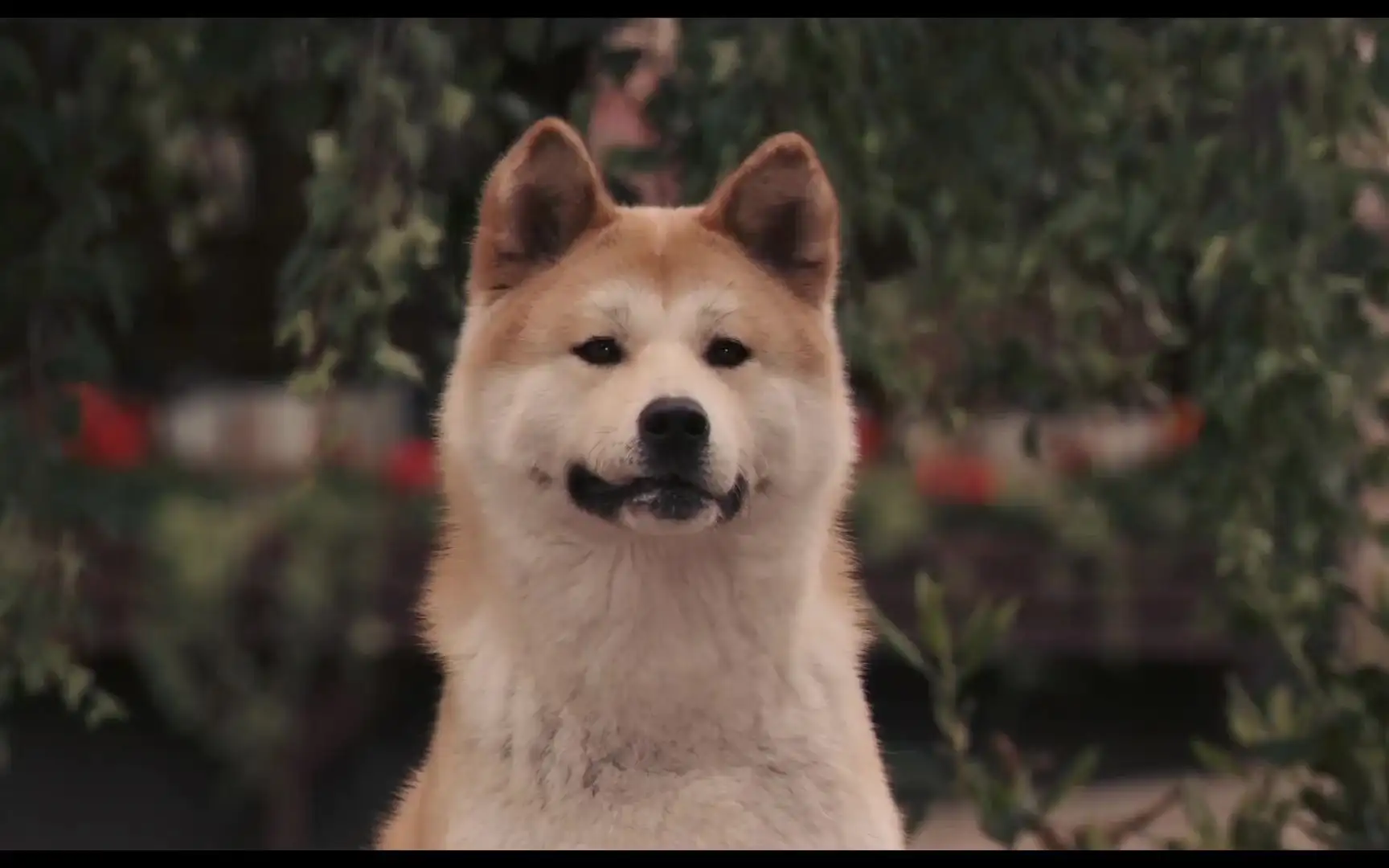 忠犬八公的故事mp4下载的简单介绍