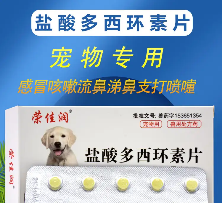 狗能吃什么感冒药(狗吃什么感冒药会立马就死)