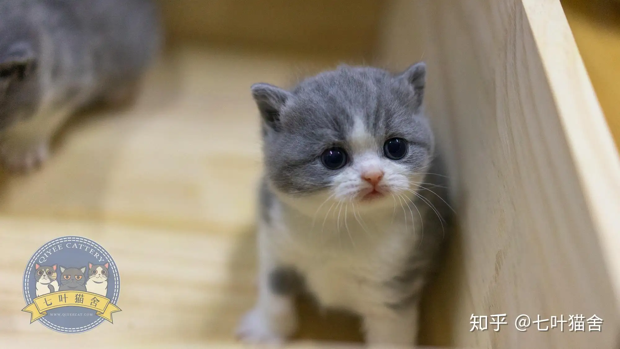 有猫咪(有猫咪绝育针吗?)