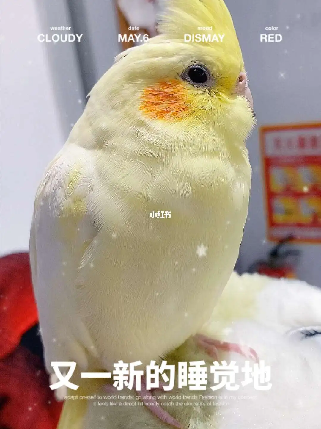 冬天玄凤鹦鹉怎么养(冬天玄凤鹦鹉怎么保暖)