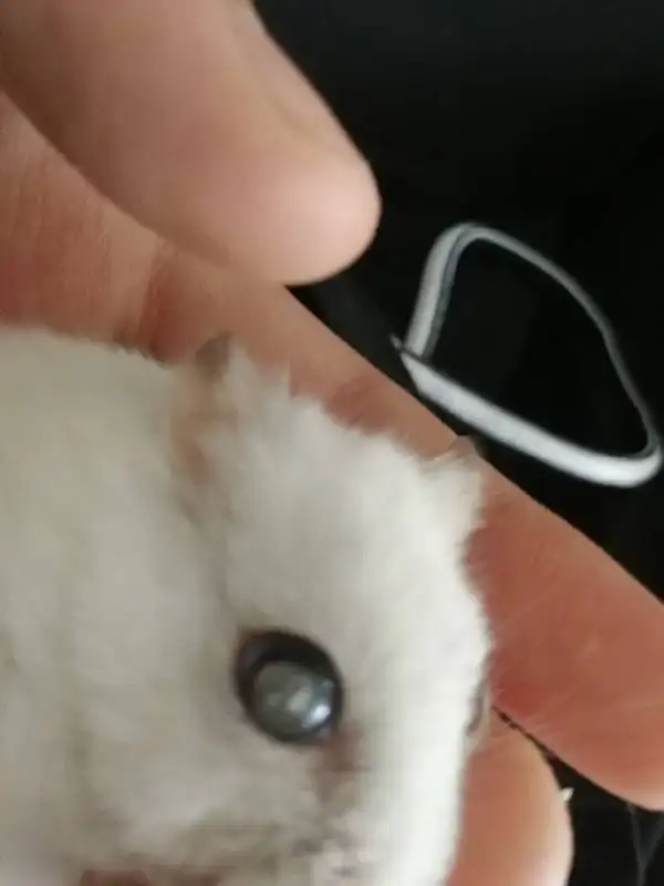 仓鼠眼睛坏死图片(仓鼠眼睛溃烂怎么办)