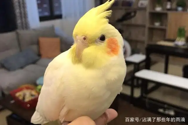 冬天玄凤鹦鹉怎么养(冬天玄凤鹦鹉怎么保暖)