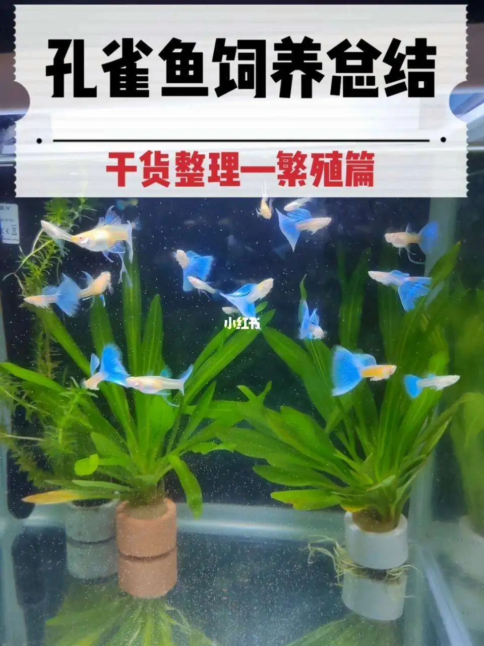 孔雀鱼养殖经验(孔雀鱼怎么养殖方法如下)