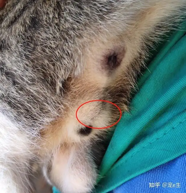 小母猫和小公猫怎么区别(小母猫和小公猫的性格有什么不同)
