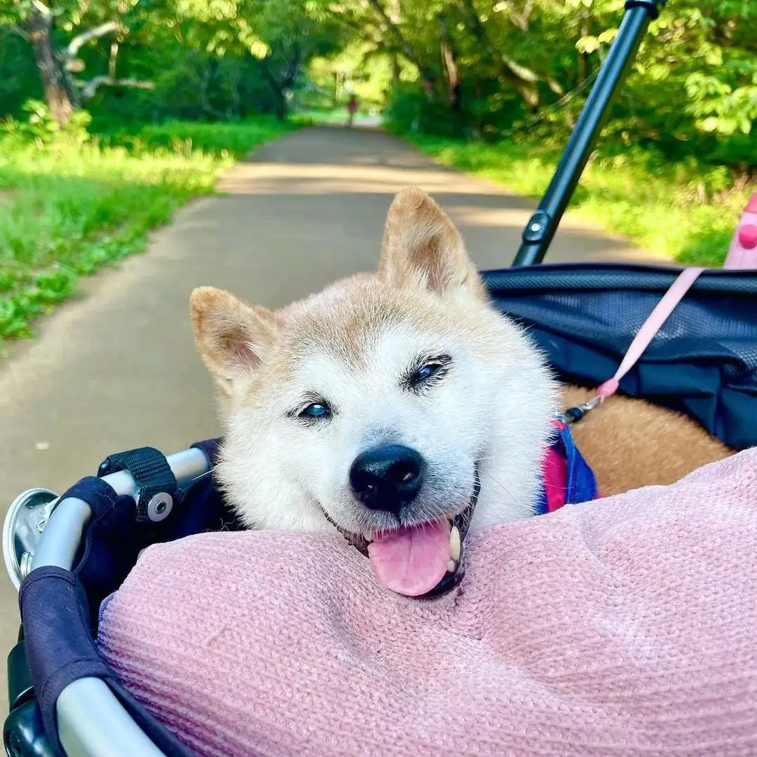 柴犬可以活多少年(柴犬可以活多少年20年)