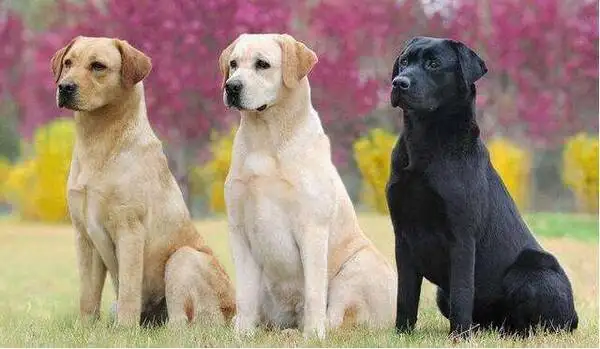 养一只拉布拉多犬费用(养一只拉布拉多犬费用多少)