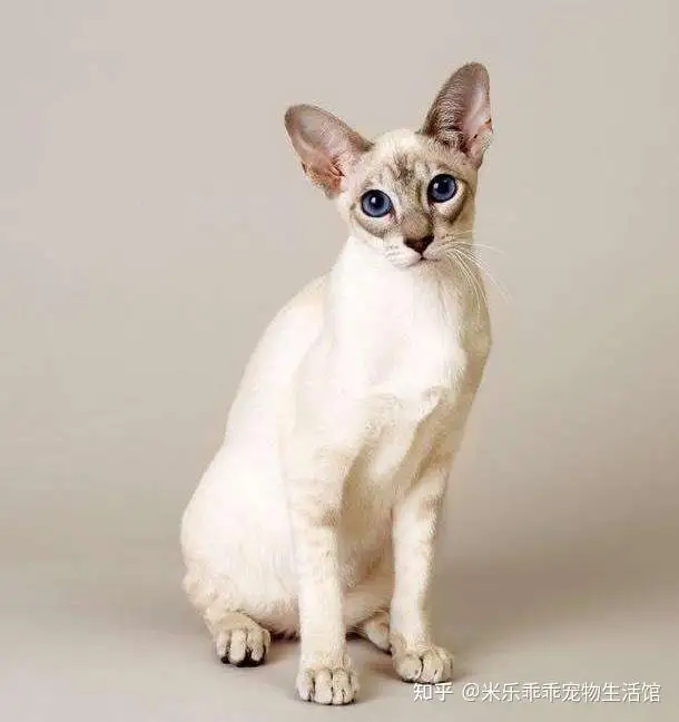 暹罗猫分几种颜色(暹罗猫有什么颜色种类)