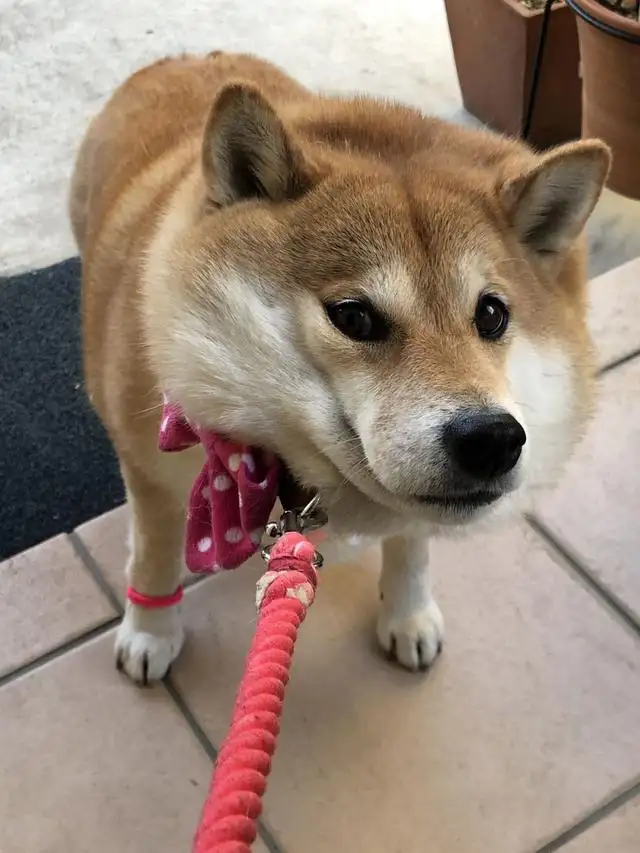 柴犬可以活多少年(柴犬可以活多少年20年)