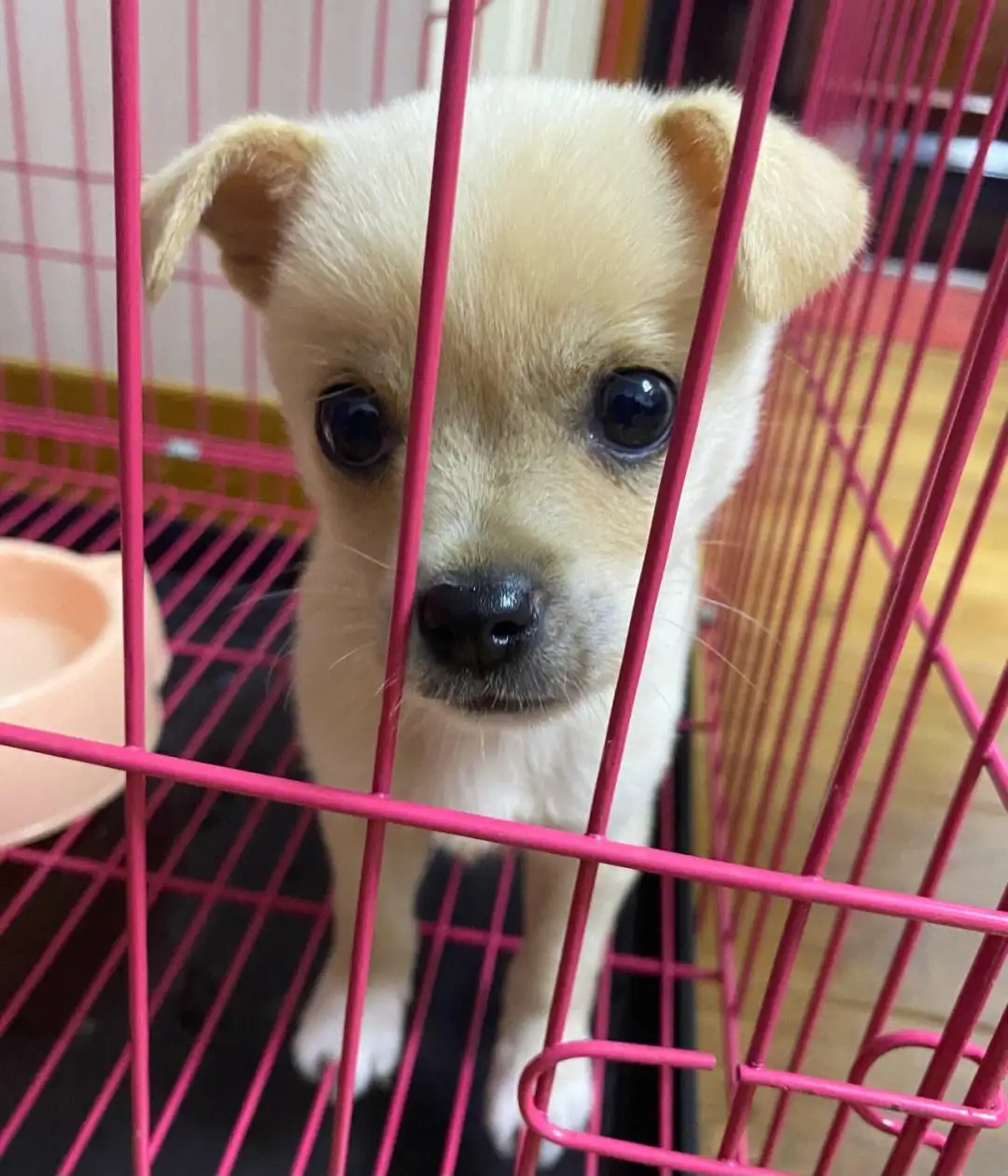 长不大的土狗图片(长不大土狗图片大全高清)
