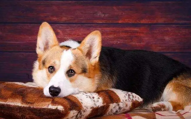 犬的寿命(比熊犬的寿命)