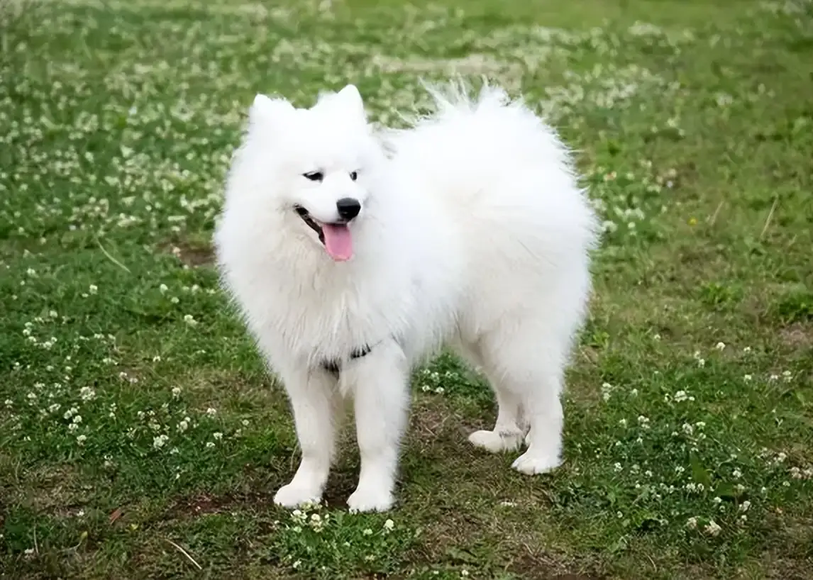 萨摩耶狗好养吗(萨摩耶狗好养吗知乎)