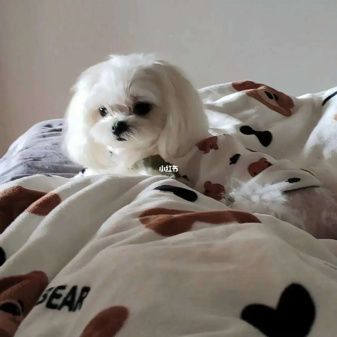 如何训练马尔济斯犬(如何训练马尔济斯犬大小便)