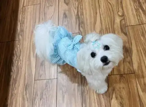 如何训练马尔济斯犬(如何训练马尔济斯犬大小便)