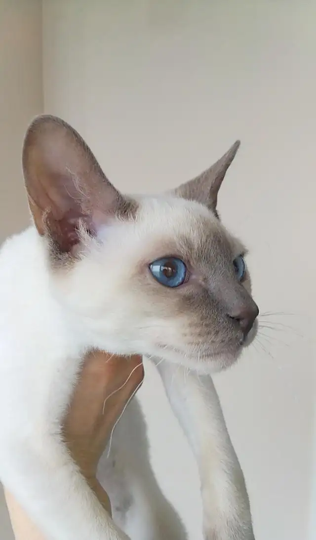 暹罗猫分几种颜色(暹罗猫有什么颜色种类)