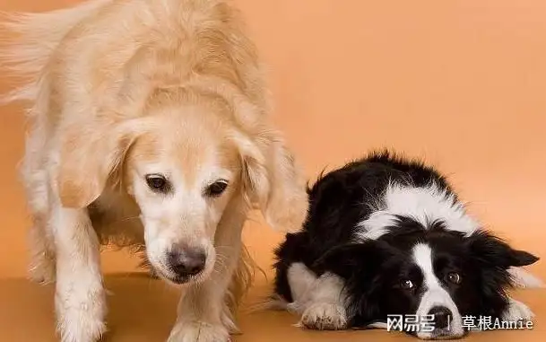 一只狗的寿命有多少年(一条狗的寿命最多有多少年)
