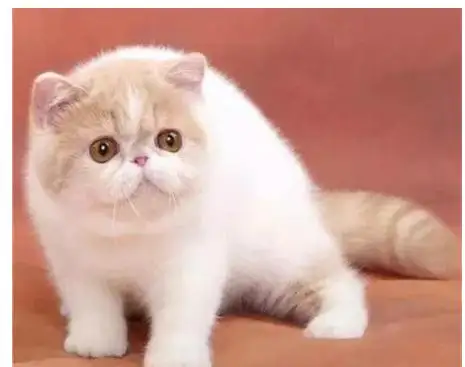 猫有哪几种种类(猫有哪几种种类图片)