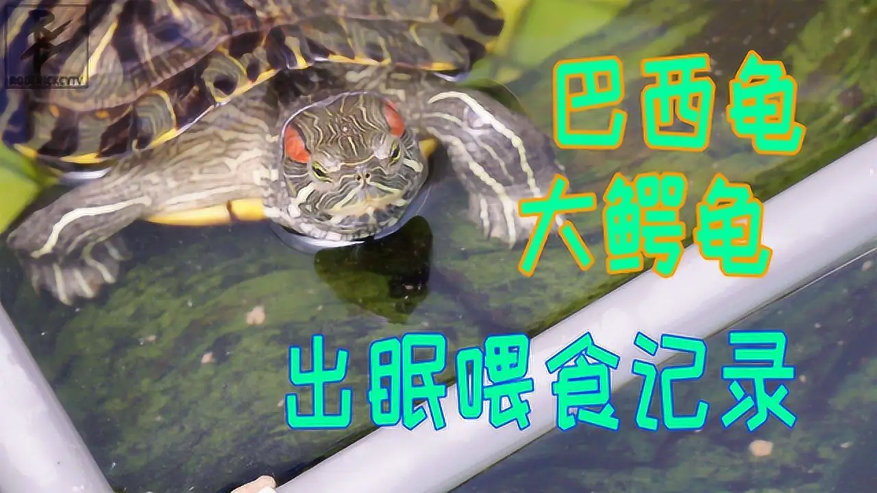 巴西龟小龟怎么喂食(巴西龟小龟怎么喂食视频)