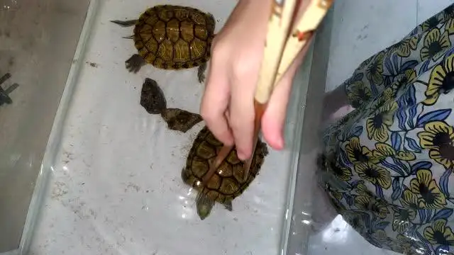 巴西龟小龟怎么喂食(巴西龟小龟怎么喂食视频)