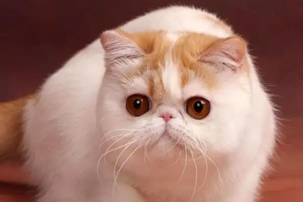 猫适合养什么品种(猫适合养什么品种的狗)
