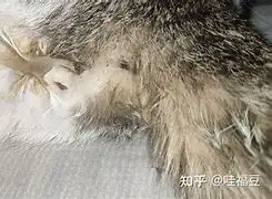 猫猫六七个月不小心怀孕(猫猫7个月怀孕会有什么影响)