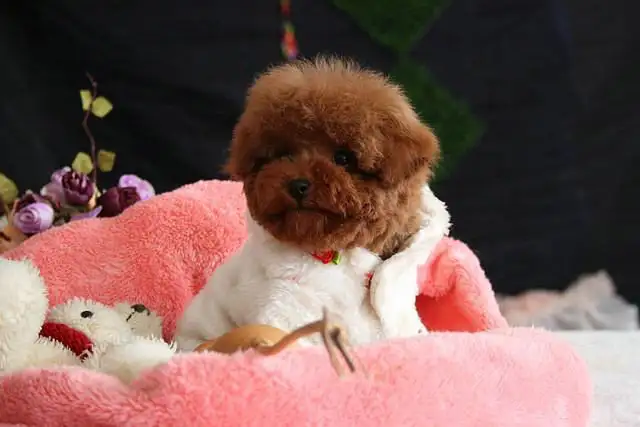 熊型犬(熊型犬名字)