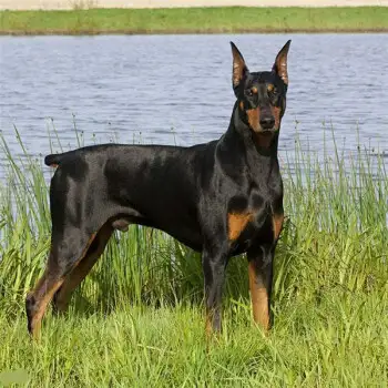 大杜宾犬多少钱一只(大杜宾犬多少钱一只幼犬)