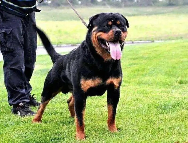 大杜宾犬多少钱一只(大杜宾犬多少钱一只幼犬)