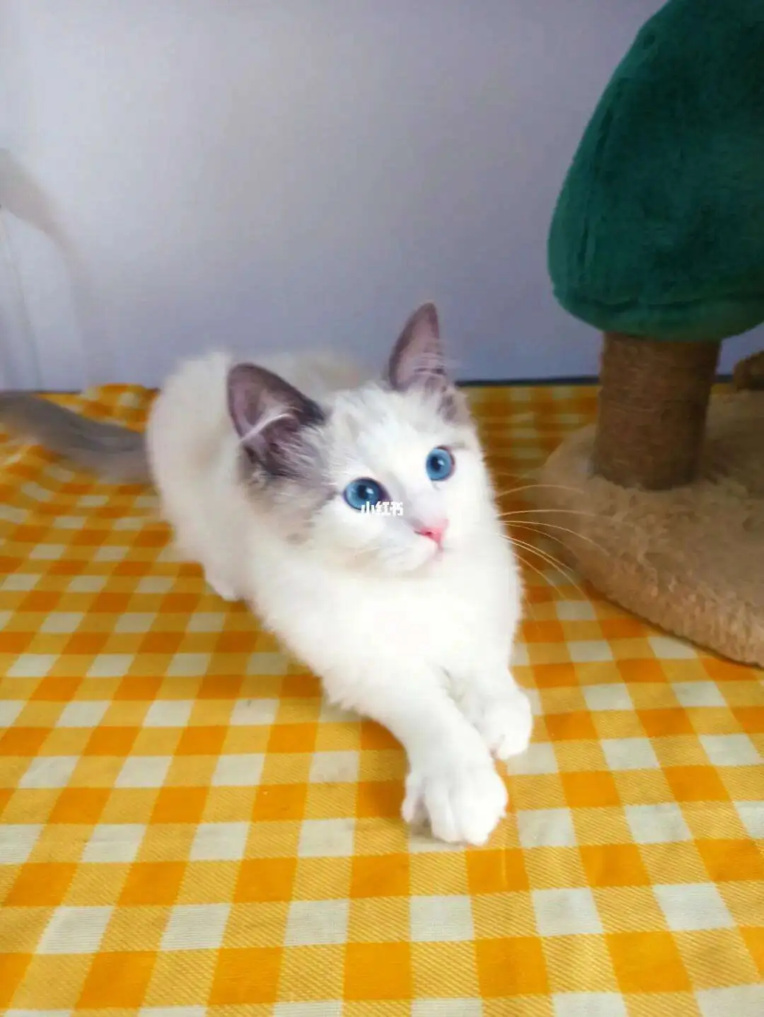 7天的布偶猫(布偶猫10天的样子)