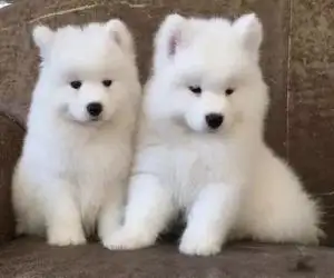 阿拉斯加犬和萨摩耶哪个好养(阿拉斯加犬和萨摩耶哪个好养活)