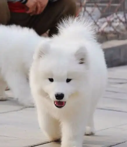 阿拉斯加犬和萨摩耶哪个好养(阿拉斯加犬和萨摩耶哪个好养活)