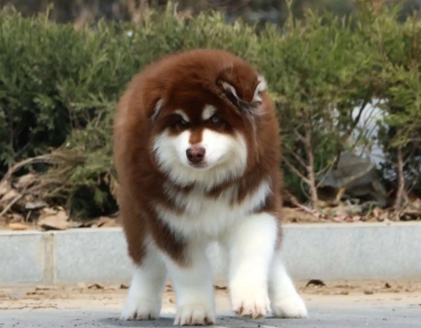 一只纯种阿拉斯加幼犬大概多少钱(一只纯种阿拉斯加幼犬大概多少钱啊)
