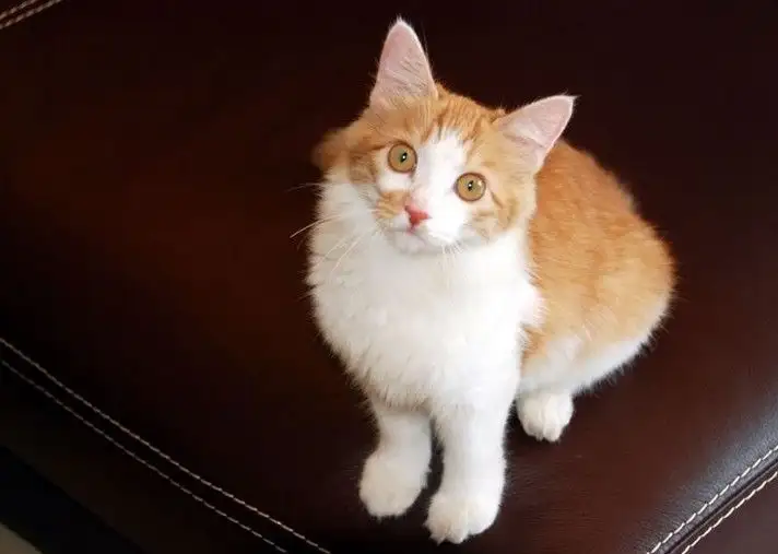 猫猫有哪些品种?(长不大的猫猫有哪些品种)