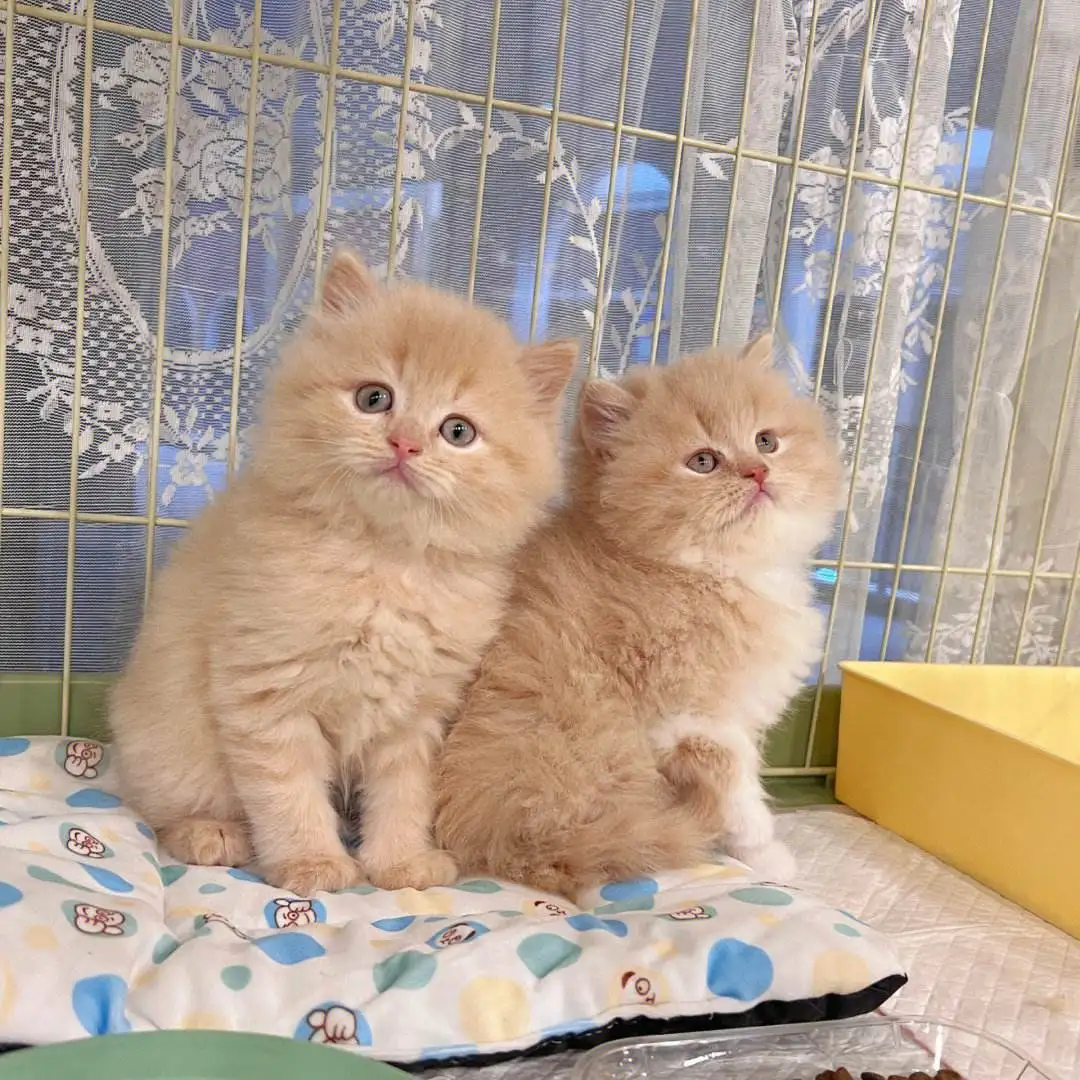 高地猫多少钱一只(长毛高地猫多少钱一只)