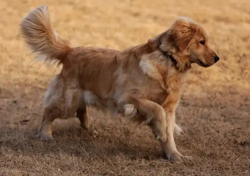 金毛犬吃什么食物最好(金毛犬吃什么食物最好熟食)