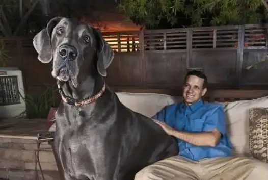 大型犬寿命短(为什么大型犬寿命短)