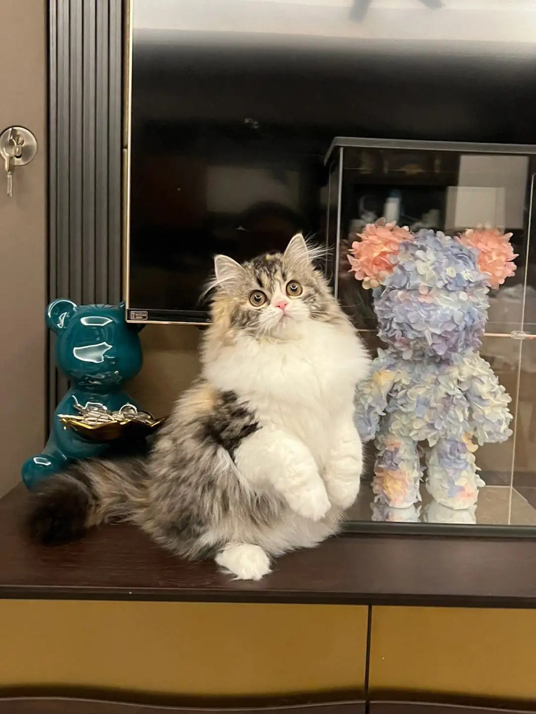 高地猫多少钱一只(长毛高地猫多少钱一只)