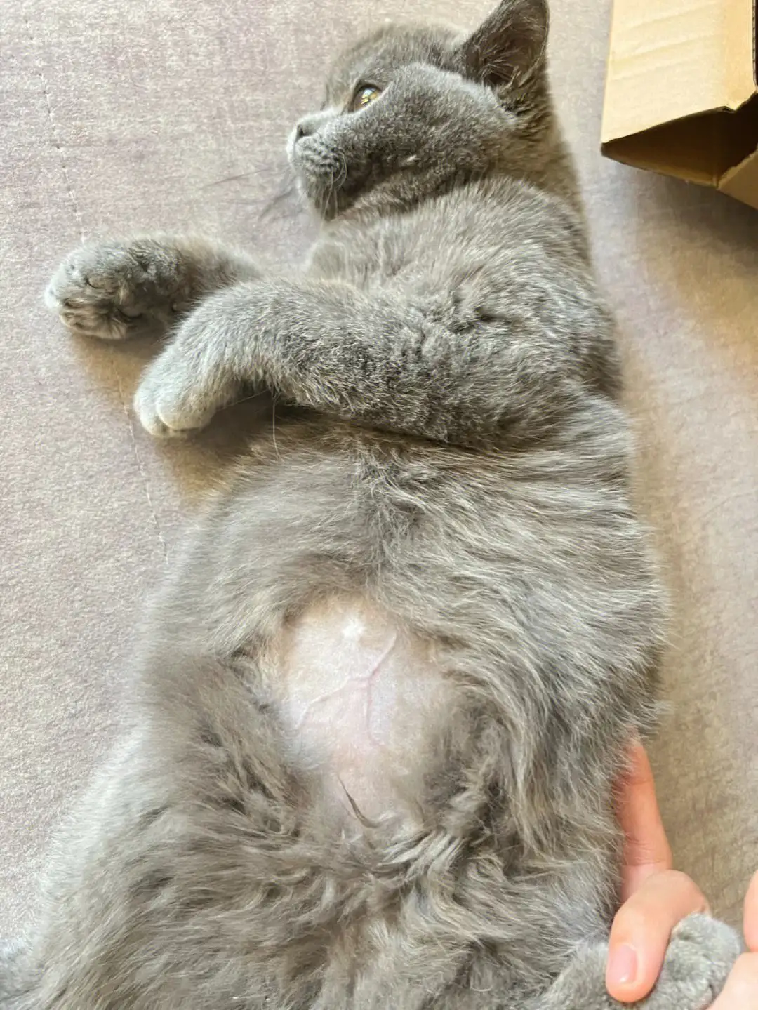 猫传腹猫腹水(猫传腹猫腹水症状)