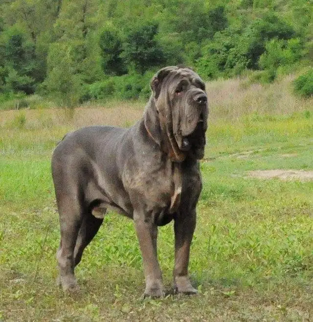 大型犬寿命短(为什么大型犬寿命短)