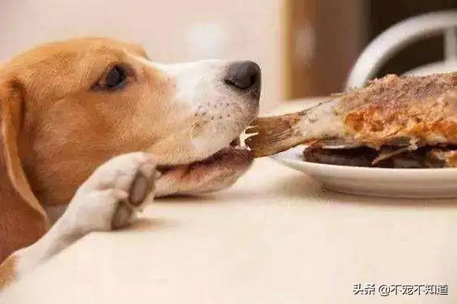 金毛犬吃什么食物最好(金毛犬吃什么食物最好熟食)