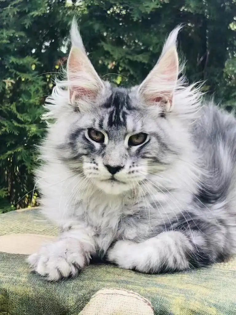 讨厌缅因猫(缅因猫为什么不好养)