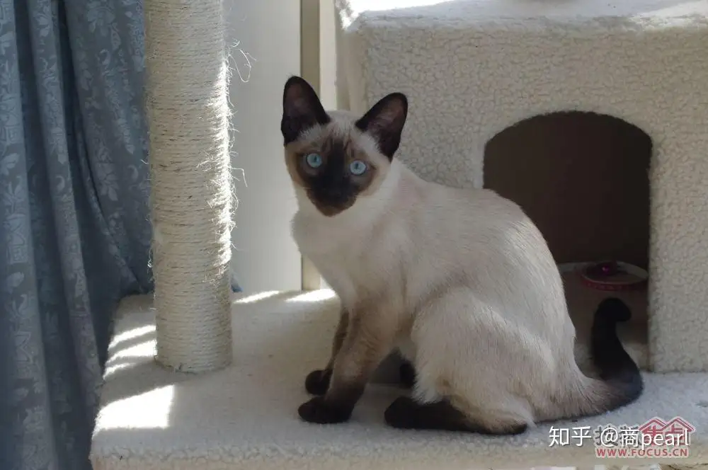 暹罗猫赛级(宠物级暹罗猫价格)
