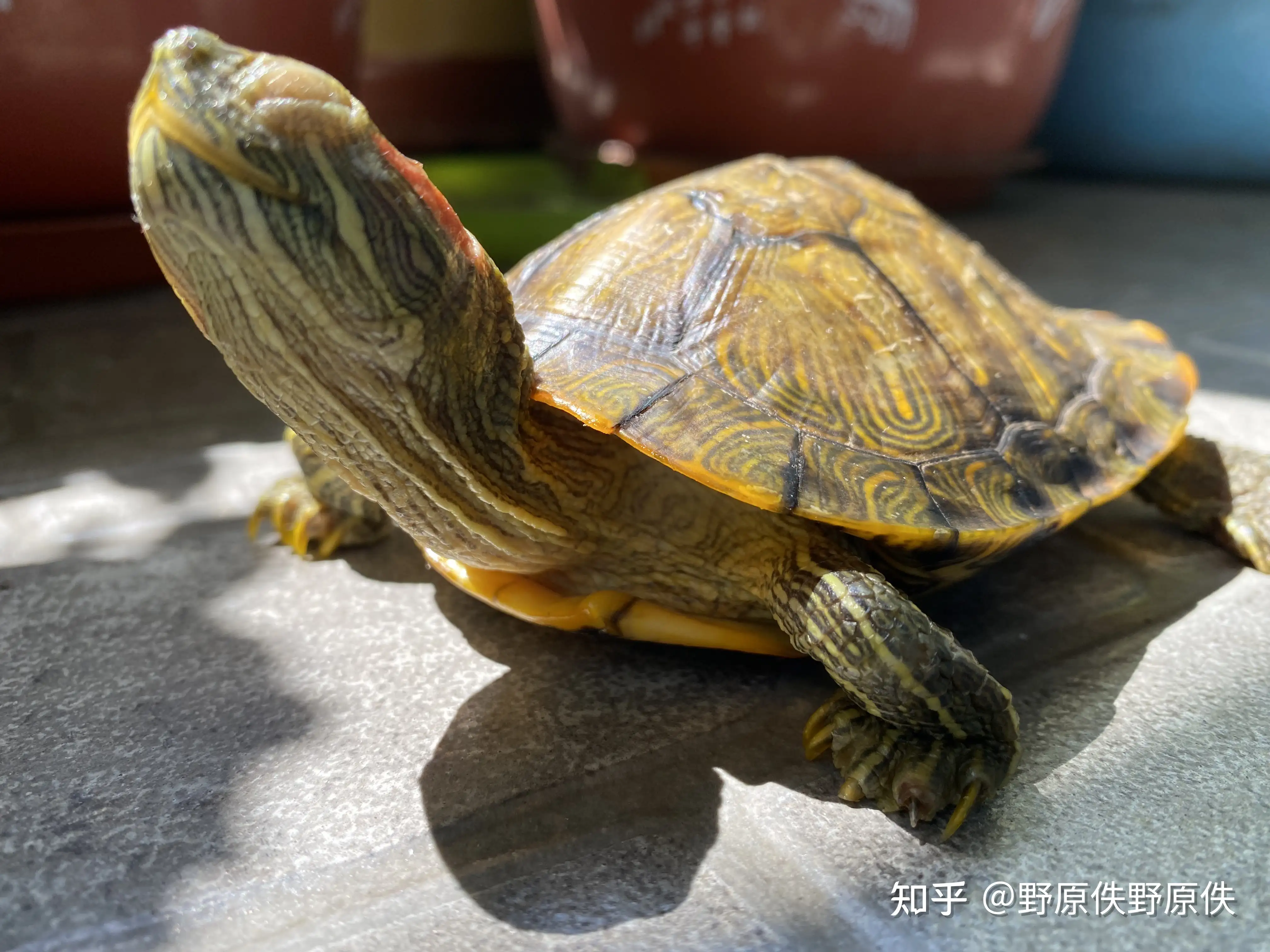 巴西龟是怎么样的?(巴西龟是什么样子图片)
