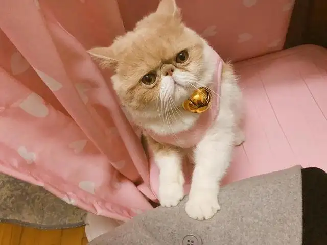 加菲猫得多钱(加菲猫多少钱啊)