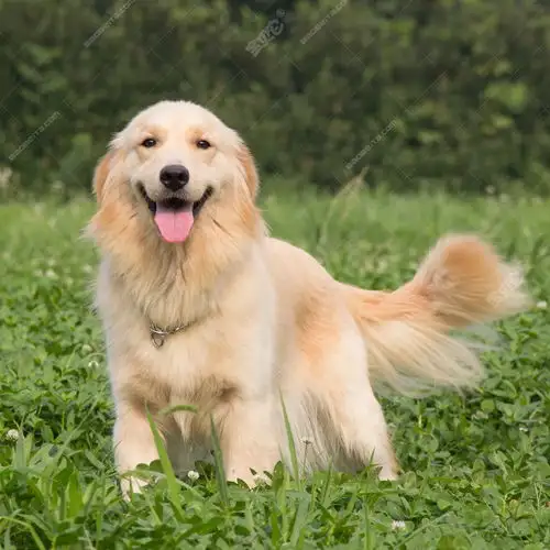 长得像金毛的小型犬是什么狗(长得像金毛的小型犬是什么狗啊)