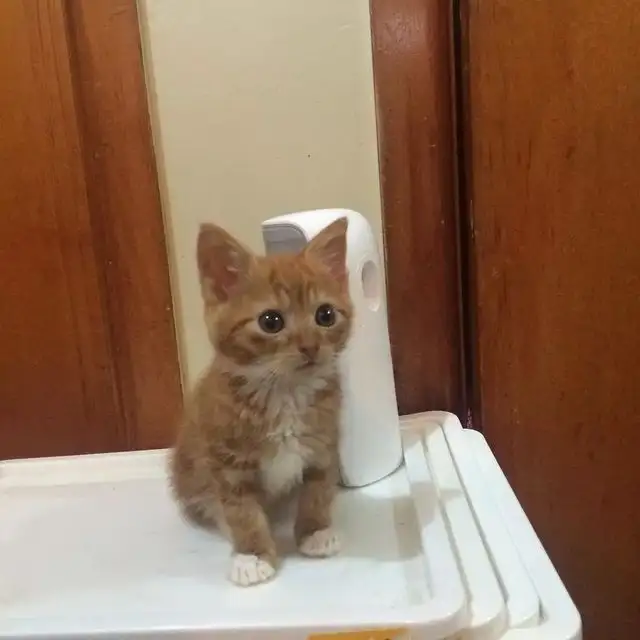 长不大的宠物猫品种(有没有长不大的猫品种)