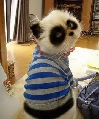 长不大的宠物猫品种(有没有长不大的猫品种)